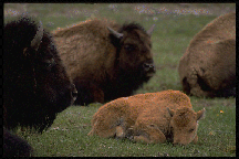 picture of a bison calf