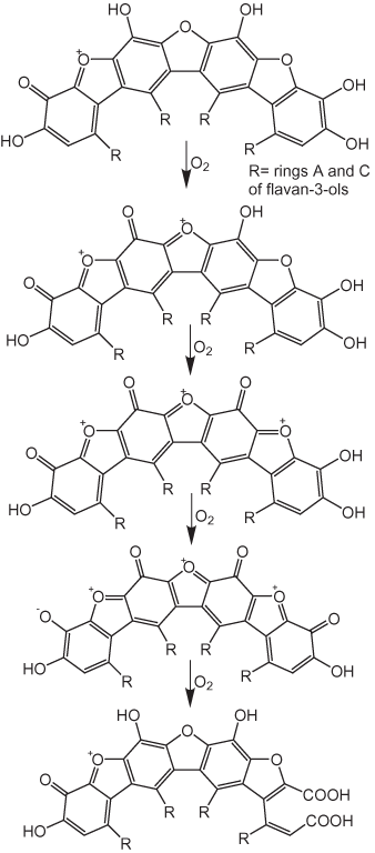 Possible oxidation reactions of thearubigins