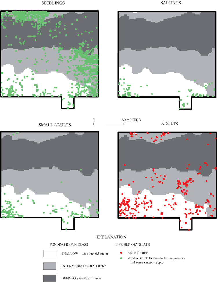 Figure 9. Distribution of sweetgum by ponding-depth class and life-history state in a 2.3-hectare area of Sinking Pond (see figure 2 inset for location of distribution-grid site).