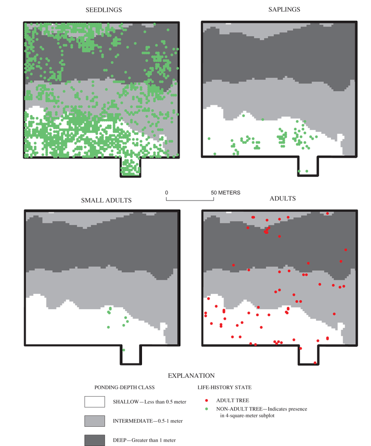 Figure 11. Distribution of willow oak by ponding-depth class and life-history state in a 2.3-hectare area of Sinking Pond (see figure 2 inset for location of distribution-grid site)