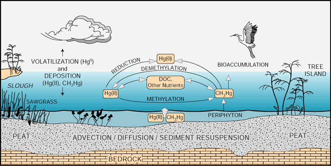 Figure 12. High concentration of mercury in Evenglades fish, birds, and others organisms is a result of food web bioaccumulation of methylmercury, which originates primarily at the sediment and periphyton-water interface (modified from Krabbenhoft, 1996).