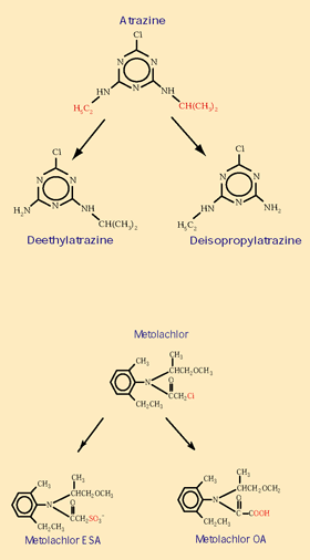 Figure 19. Small molecular changes (shown in red) occur during the initial breakdown of atrazine and metolachlor.