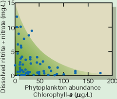 Figure 30. Dissolved nutrient concentrations decreased in eutrophic streams with excessive algal productivity. Rates of nutrient uptake by the algae can exceed rates at which nutrients are transported by streams during low-flow conditions.
